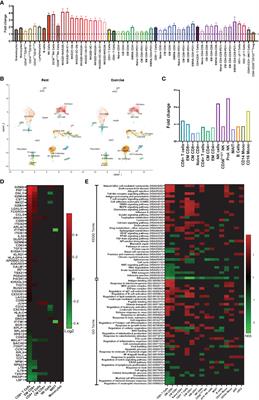Human lymphocytes mobilized with exercise have an anti-tumor transcriptomic profile and exert enhanced graft-versus-leukemia effects in xenogeneic mice